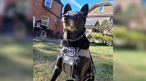 Retired Secret Service K9 to be first dog to receive Distinguished Service Medal