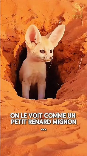 🦊 The fennec fox: the tiny hunter with incredible powers
