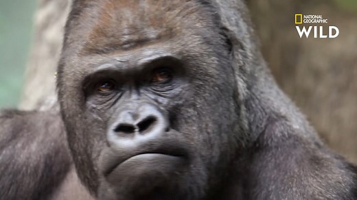 1.3M views · 21K reactions | Le gorille est un animal très puissant, six à quinze fois plus que l'Homme, mais aussi très rapide : à la course, ils peuvent atteindre les 40 km/h. | Nat Geo Wild France | Facebook