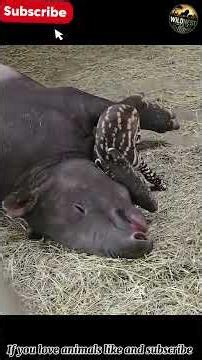Why This Baby Tapir Looks Like a Watermelon