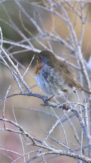 European Robin - Κοκκινολαίμης (Erithacus rubecula) #birds #wildlife #calm #nature #nature