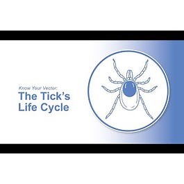 Know Your Vector: The Tick’s Life Cycle