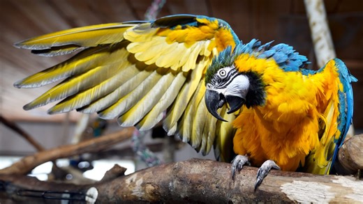 Aviary ambitions: After devastating fire, RI parrot rescue is starting its new sanctuary