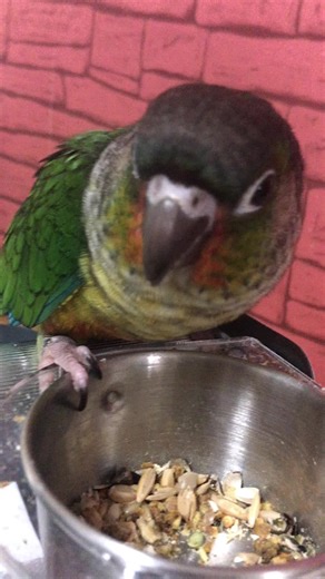 Happy Elmo (@happy.elmo3)’s videos with Might Be Nothing - Bunny Lofi