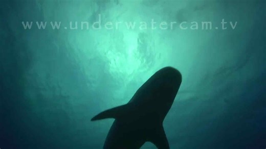 Shark- TV - Tahiti Blue: Diving in the worlds biggest shark sanctuary & snorkeling with whales