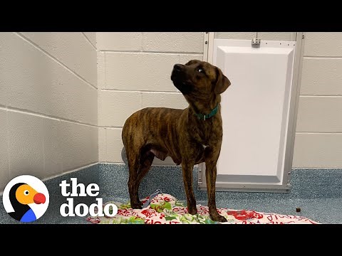 Rescue Pups' Personalities Transform Entirely Once They're Home | The Dodo
