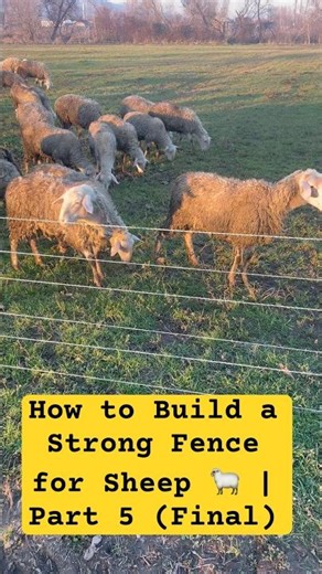 How to Build a Strong Fence for Sheep 🐑 | Part 5 (Final)