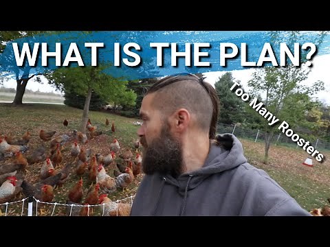 Update on Bielefelder Chickens | Big Red Broilers | Mobile Coop Build
