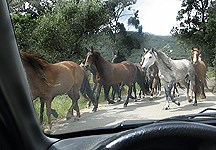 Horse stampede in Germany tramples 44 children - Horse & Hound