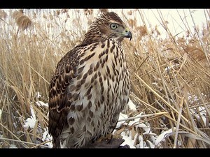 Falconry: Passage accipiters #falconry