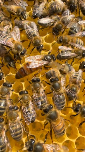 26K views · 759 reactions | Locally born and mated queen bee with her loyal nursing bees around her  | Stanley’s bees | Facebook