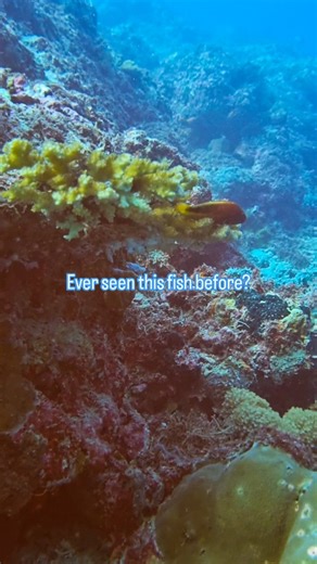 Found this ark eye hawkfish perched confidently at the tip of a coral… until I drifted a little closer and it decided to keep its distance. 😅🐟 With the current pushing hard at 13 meters, even getting steady footage felt like a mini workout! Hawkfish are known for picking the perfect vantage points — watching everything that moves — and darting away the moment you get too close. Have you spotted one during your dives in Cebu? 🌊👀 #CebuDiveTribe #ArkEyeHawkfish #ReefLife #CebuDiving #Underwater