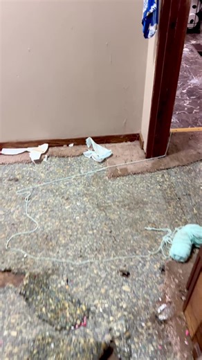 Transforming a Dirty Carpet: Pet Damage Renovation Tips