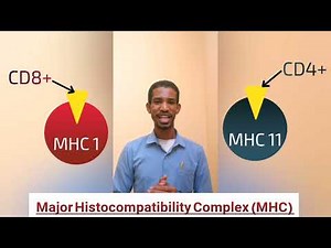 شرح مبسط لل Major Histocompatibility Complex (MHC) #طبيب_سوداني_TSD