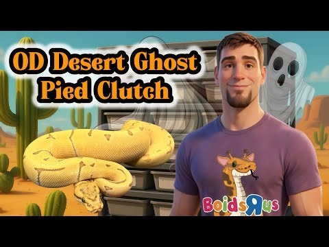 2025 Clutch #34- “OD DG Pied Clutch” Egg Cutting-Breeding Ball Pythons #ballpython #python #reptiles