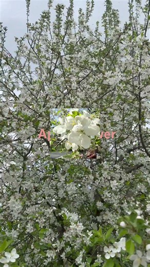 ￼ Apple flower #vralreelsシ #spring