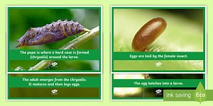 Insect Life Cycle Photo Pack