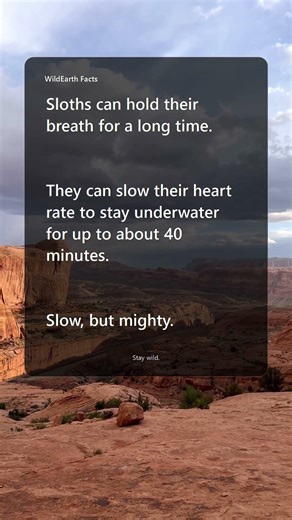 Slow, But Mighty: Sloths🐾 | WildEarth Facts