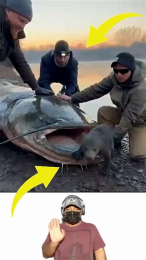 A huge catfish attacked a fisherman right on the shore #recommended #fishing #shorts #catfis۔
