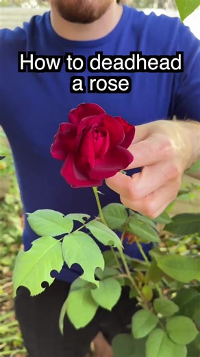 Gardening tip you can actually use #gardening #roses #lifehacks #wesandalisontips