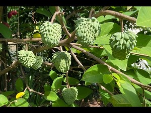 Tropical Fruit Trees Tour In Atlanta GA