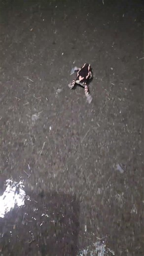 Banded Rubber Frog (Phrynomantis bifasciatus) #frog #running #wildlife #africa #ytshorts #shorts