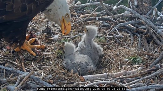 Nonprofit launches naming contest for the latest eaglets hatched in the famed Big Bear eagles’ nest