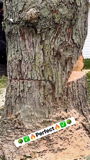 #tree #treeworker #treeservice 😎🔥💪🏼😎 | La Sierra tree service LLC.