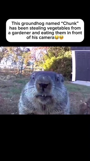 155K views · 12K reactions | Jeff Permar noticed that his vegetable...