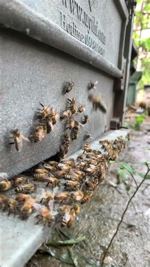 🐝 "Roles of Worker Bees | From Nursing to Foraging Explained"