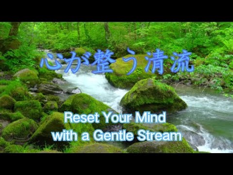 【Relax 癒しBGM】ASMR｜Gentle Water Stream for Healing & Calm｜bird songs|心が整う清流｜自然音