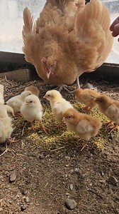 Look How Good Mama and Her 12 Babies are Doing! #chicks #chickens | Mountain Spring Homestead