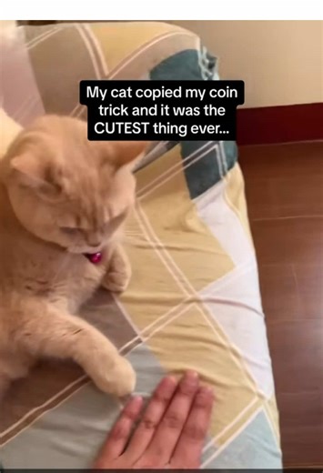 The Cat's Gentle Antics That Will Make You Smile
