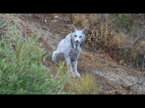Un fotógrafo aficionado capta por primera vez un lince ibérico blanco