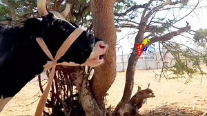3.4K views · 43 reactions | What is Stereotypic Behavior ? Learn in this Vedio more information about Stereotypic Behavior. Subscribe my channel  https://youtu.be/1dP6mtBrxrQ | Veterinary-somalia | Facebook