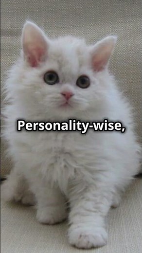 Selkirk Rex Cats 101: Amazing Cat Facts In 60 Seconds 🐱🕒