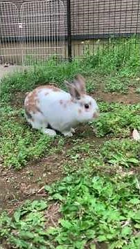 【貴重映像】二足歩行で歩くうさぎ😳😳😳#Shorts