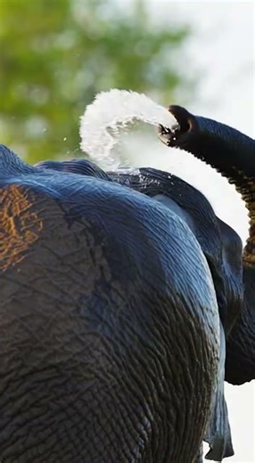 The Gentle Giant Power of the Elephant