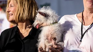 Super fluffy 8-year-old Pekingese Wild Thang wins 2024 World's Ugliest Dog contest