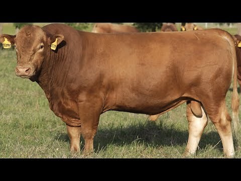 Akaushi Beef Cattle | Impressive Marbling Healthy Fat