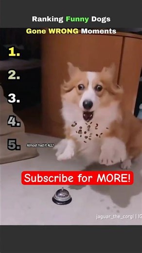 Ranking Funny Dog Gone Wrong Moments #funny #shortsvideo
