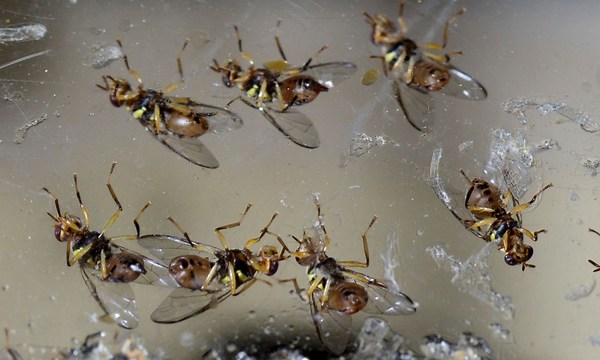 Quarantine zone issued in San Diego County after discovery of Mexican fruit flies
