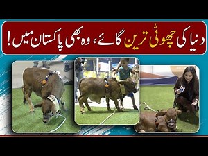Rani Pakistani: World's smallest cow in Pakistan | Geo Digital