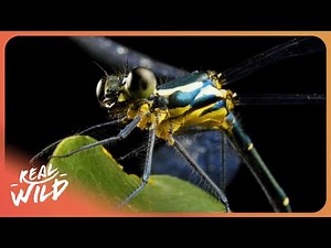 ANCIENT INSECTS | How Dragonflies Outlived The Dinosaurs | 4K