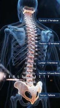 Your Body’s Main Pillar – Human Spine