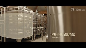 [Winemaking steps] Third episode of your weekly saga! 🎬 🍇 The alcoholic fermentation is simply the transformation of the sugars present in grapes into alcohol, thanks to fermenting yeasts. 👉 For red wines, alcoholic fermentation begins when the grapes are placed in the vat, during the maceration (contact between the grape marc and the must to extract the substances contained in the grape skin and pulp, and thus give the juice its color and aromas), before pressing. 👉 For white wines, alcohol