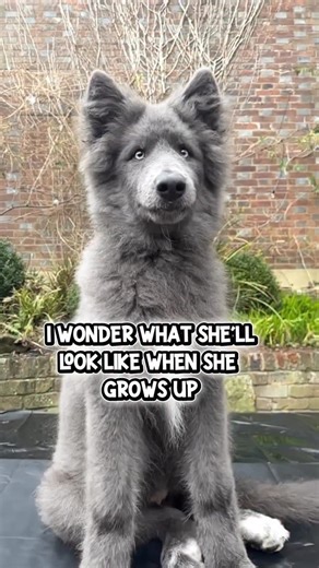 @my_blue_wolf_ on Instagram: "And she grew into the most beautiful Wolfdog adult ever! 💙🐺… with the kindest and sweetest of hearts. . . #bluewolf #evolution #wolf #wolfdog #beforeandafter"