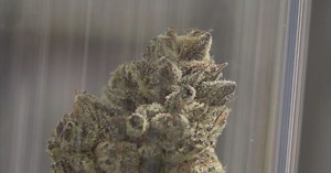 Marijuana 101: College course first of its kind