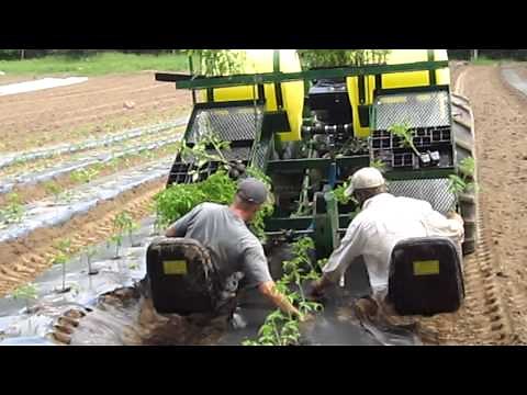 Water Wheel Transplanter in action at Langwater Farm
