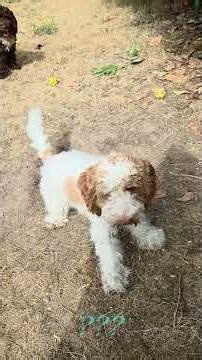 Autumn and Toffee, cockapoo puppies, 43 to 52